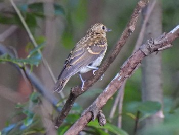 Narcissus Flycatcher 日本ラインうぬまの森 Tue, 7/25/2023