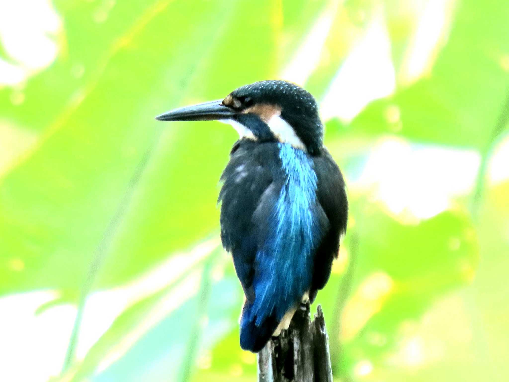 石神井公園 カワセミの写真