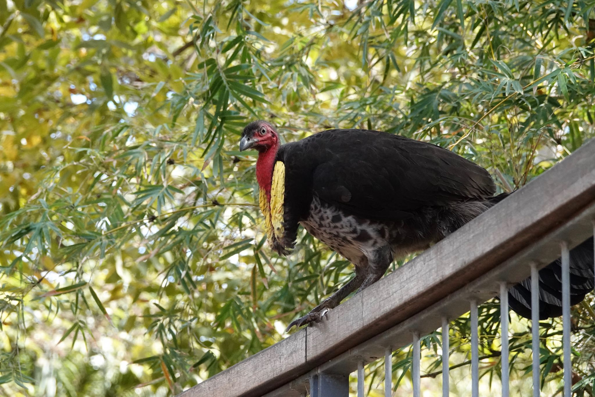 Photo of Australian Brushturkey at シドニー by のどか