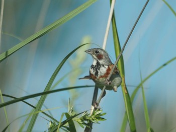 Chestnut-eared Bunting JGSDF Kita-Fuji Exercise Area Mon, 7/17/2023