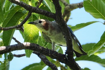 コムクドリ 東京港野鳥公園 2023年7月16日(日)