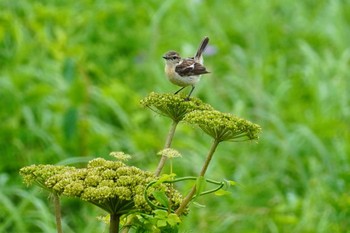 ノビタキ 小清水原生花園 2023年7月16日(日)