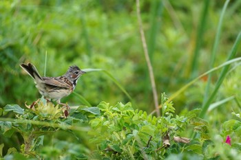 Sun, 7/16/2023 Birding report at 小清水原生花園