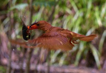 Ruddy Kingfisher Unknown Spots Thu, 7/20/2023