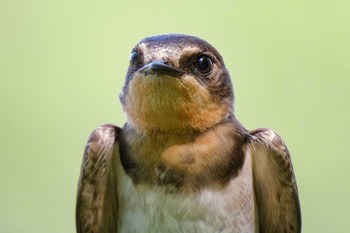 Barn Swallow 京都府 Sat, 7/8/2023