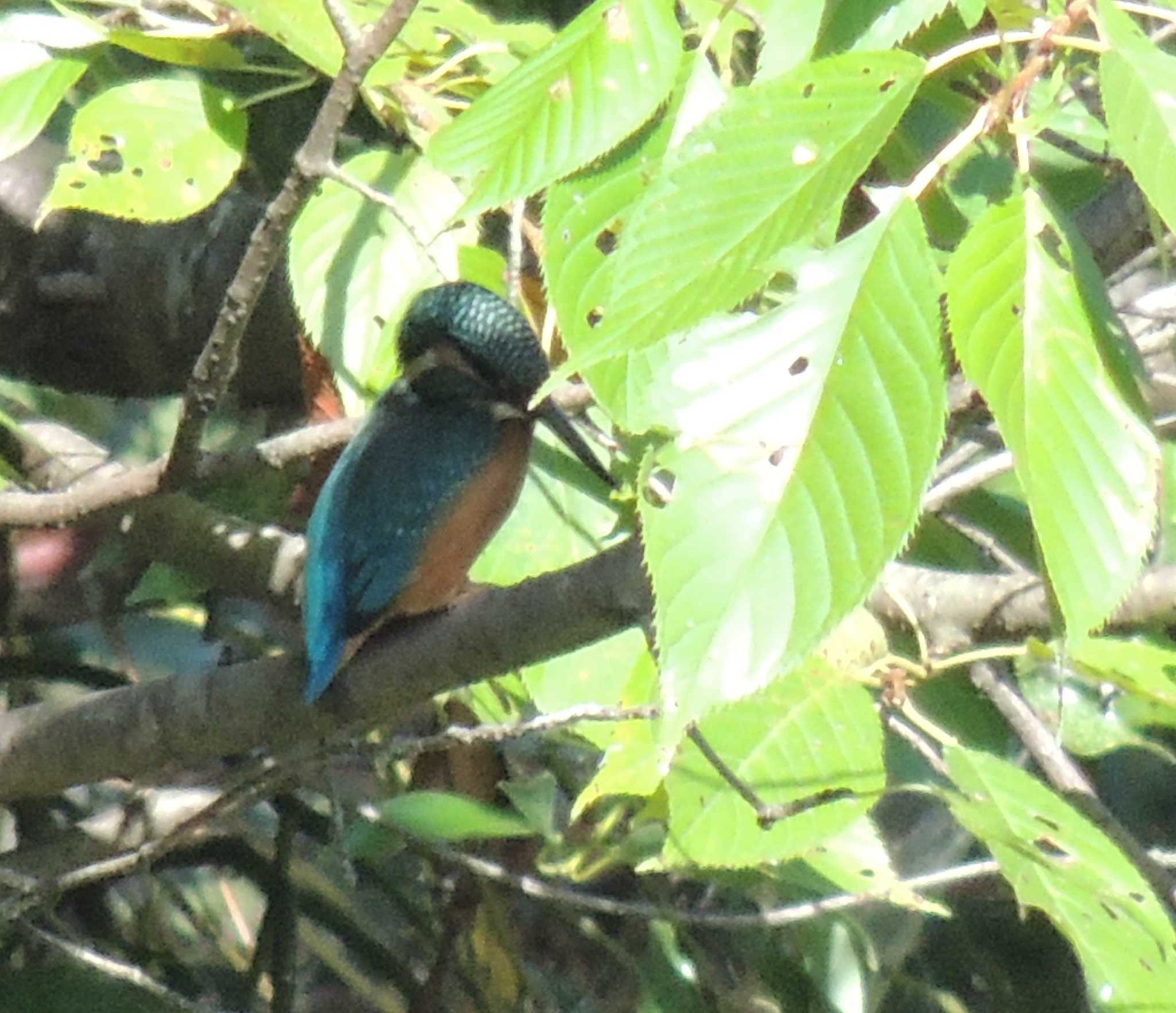 葛西臨海公園 カワセミの写真