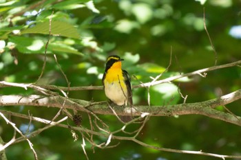 Narcissus Flycatcher 鳥沼公園 Sun, 7/9/2023