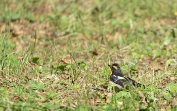 Narcissus Flycatcher 鳥沼公園 Sun, 7/9/2023