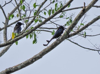 Black Drongo Kaeng Krachan National Park Fri, 6/30/2023