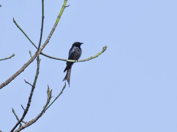 Bronzed Drongo Kaeng Krachan National Park Fri, 6/30/2023