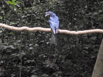 Greater Racket-tailed Drongo Kaeng Krachan National Park Fri, 6/30/2023