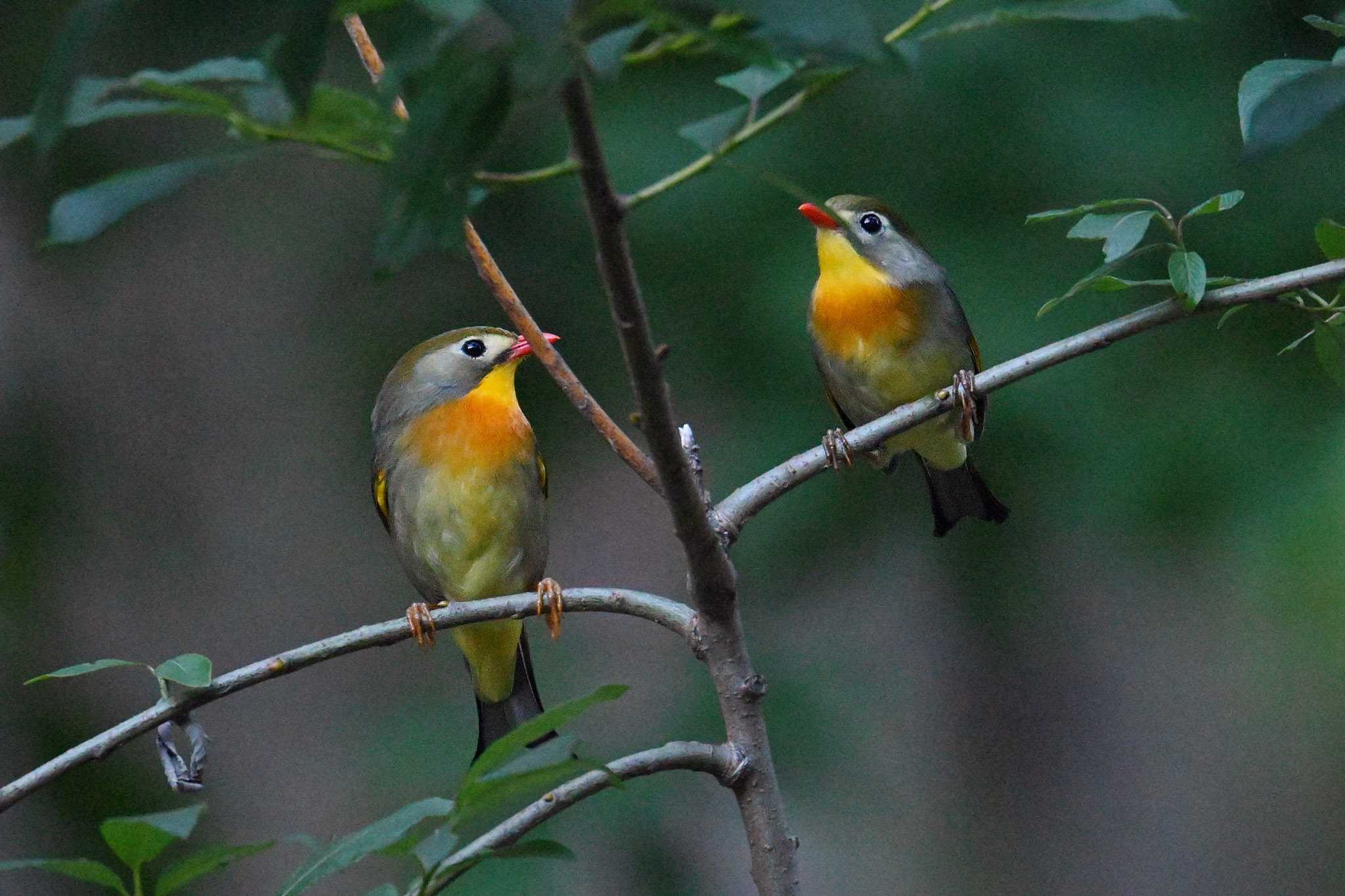 ソウシチョウ×2