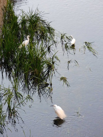 2023年7月25日(火) 妙正寺川の野鳥観察記録