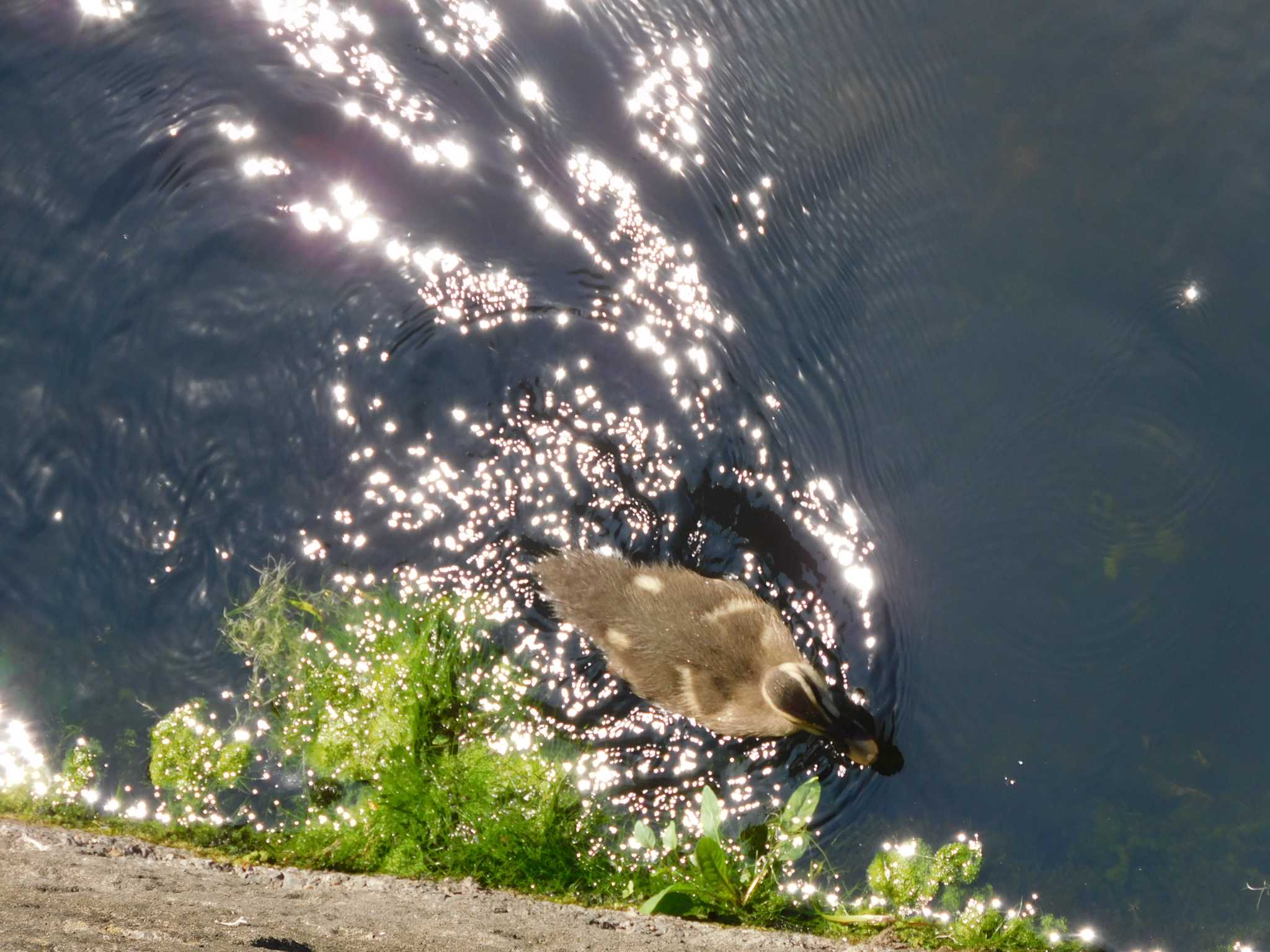 妙正寺川 カルガモの写真