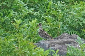 Latham's Snipe Shiretoko Goko Lakes Mon, 7/17/2023