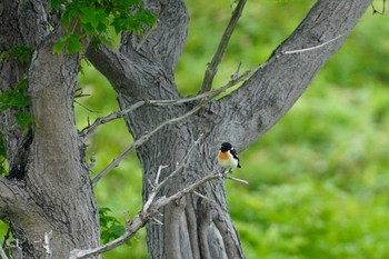 Mon, 7/17/2023 Birding report at Shiretoko Goko Lakes