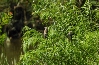 コムクドリ 東京港野鳥公園 2023年7月23日(日)