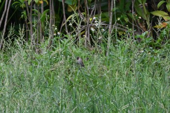 Scaly-breasted Munia 金武町田いも畑(沖縄県) Fri, 6/16/2023