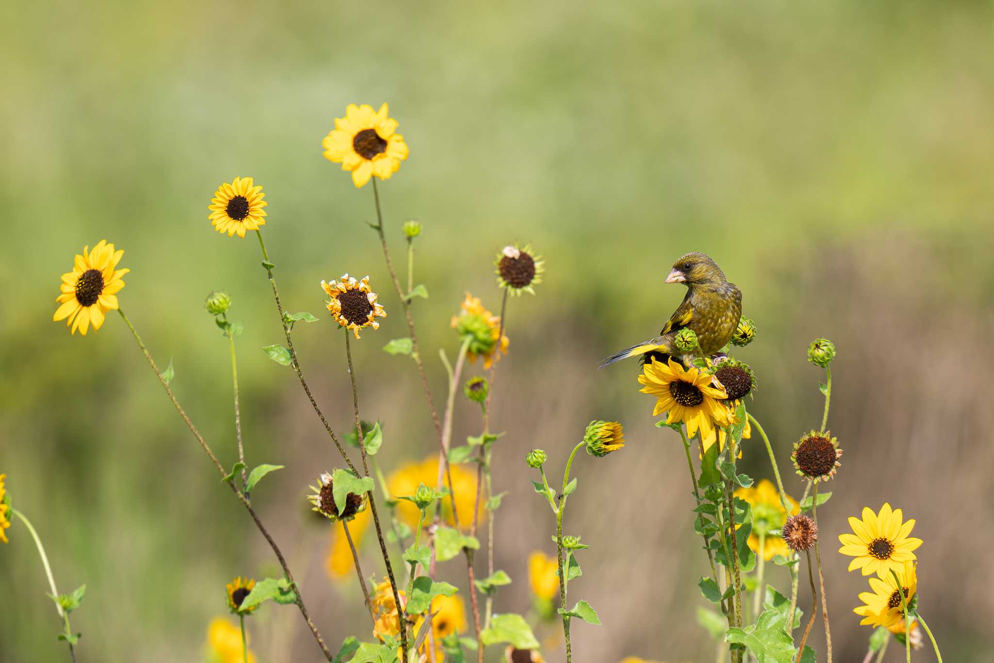 Photo of Grey-capped Greenfinch at 馬入ふれあい公園 by Tosh@Bird