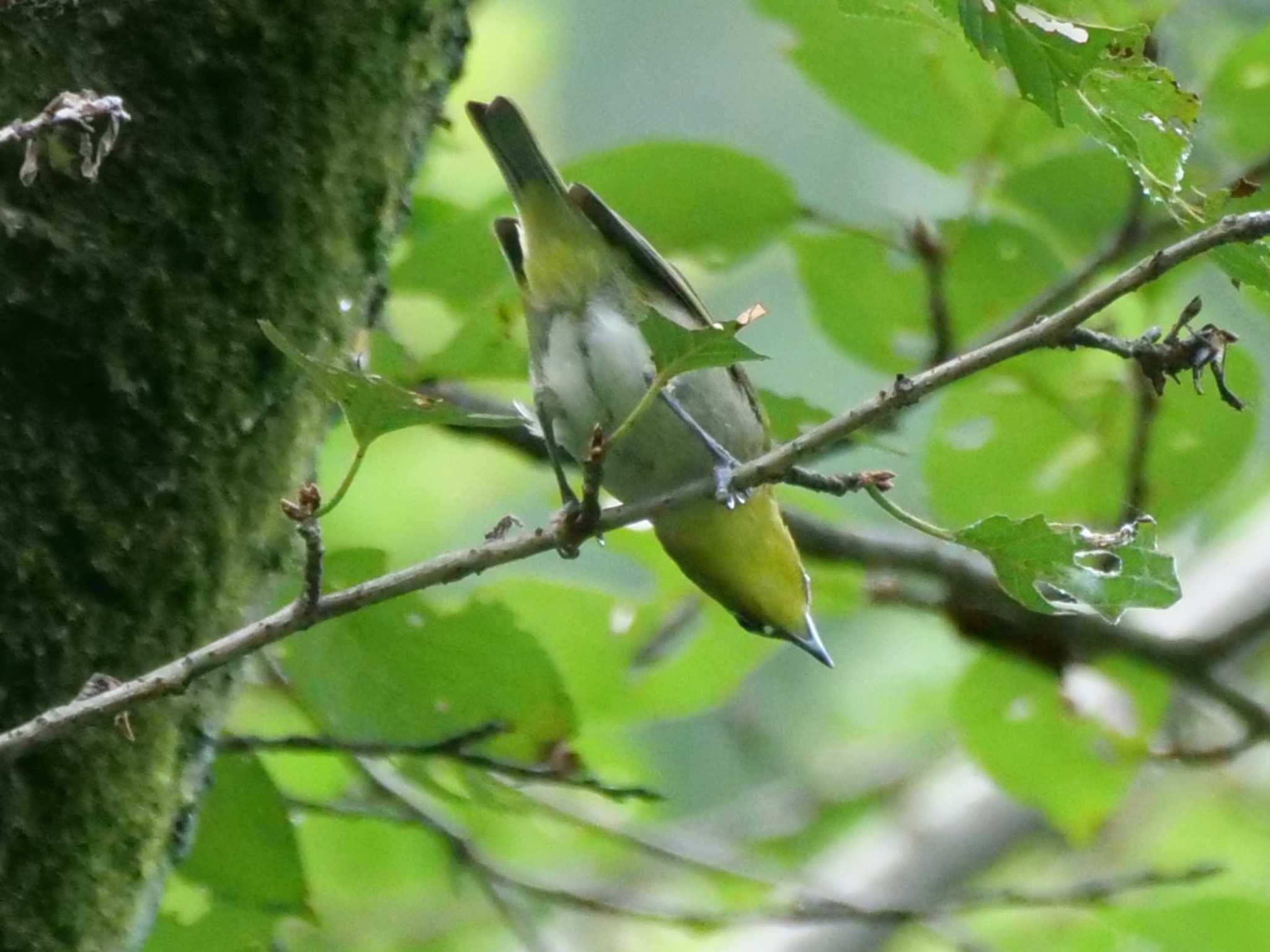 都内近郊 メジロの写真 by little birds