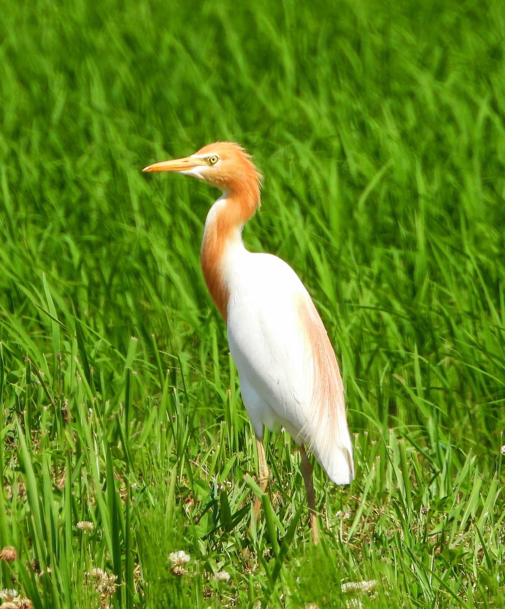  アマサギの写真 by サジタリウスの眼