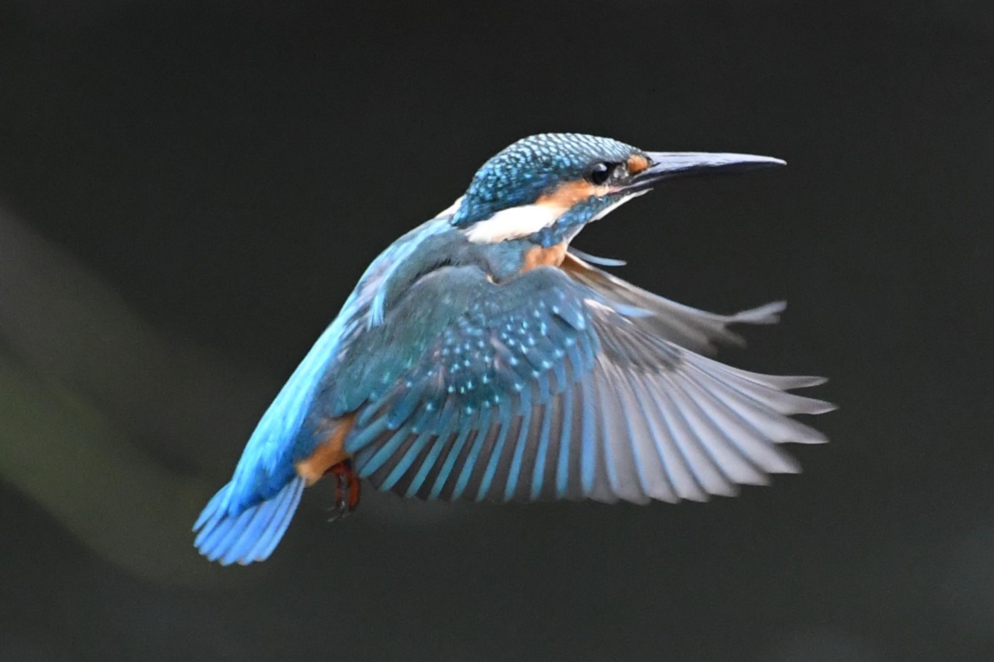 2023年7月21日(金) 帷子川の野鳥観察記録 by ヒロピ | ZooPicker