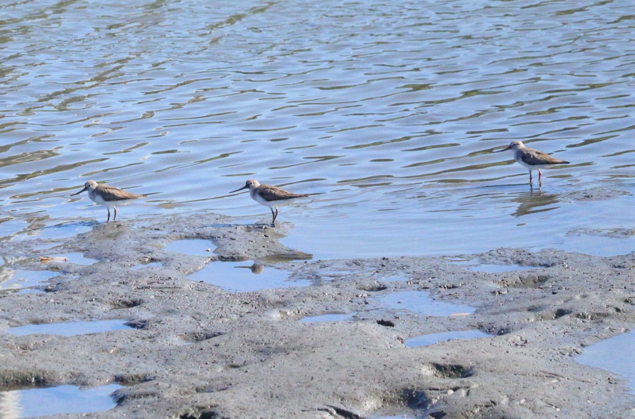 Terek Sandpiper