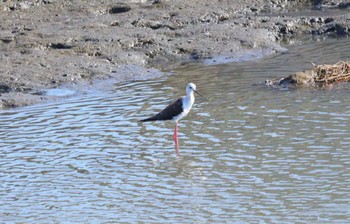 2023年7月24日(月) 土留木川河口(東海市)の野鳥観察記録