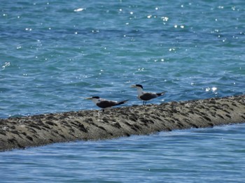 Greater Crested Tern Ishigaki Island Sat, 7/15/2023