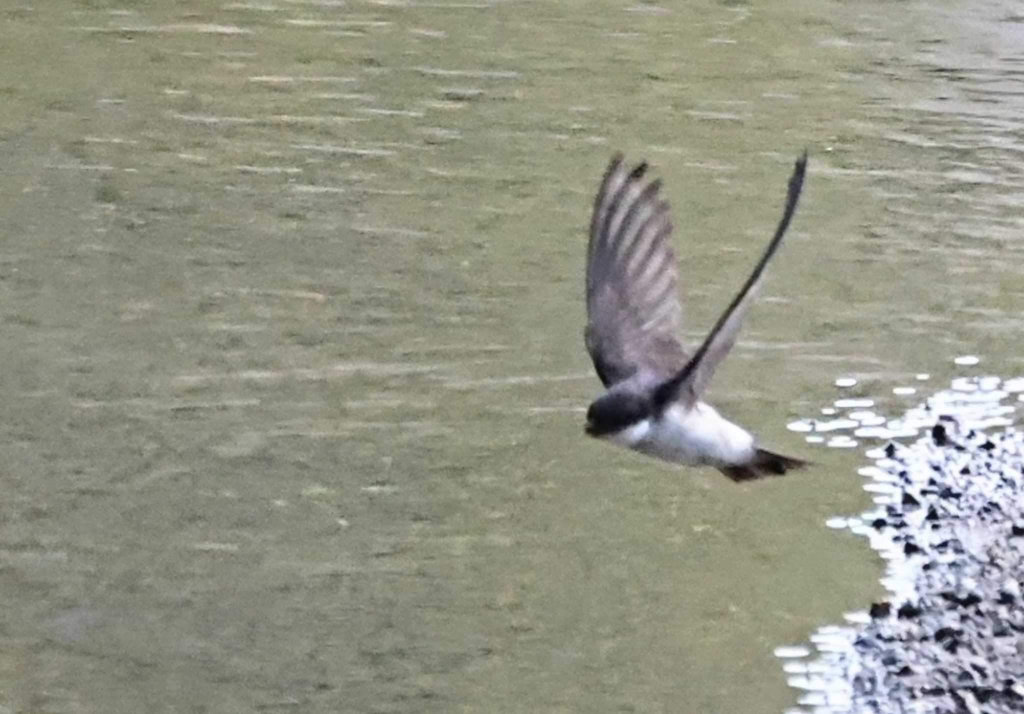 Asian House Martin