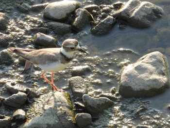 Long-billed Plover 浅川 Wed, 7/26/2023