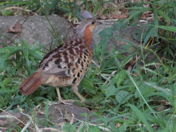 Chinese Bamboo Partridge 黒川清流公園 Wed, 7/26/2023