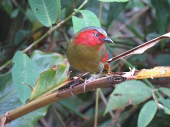 Scarlet-faced Liocichla ドイインタノン Unknown Date