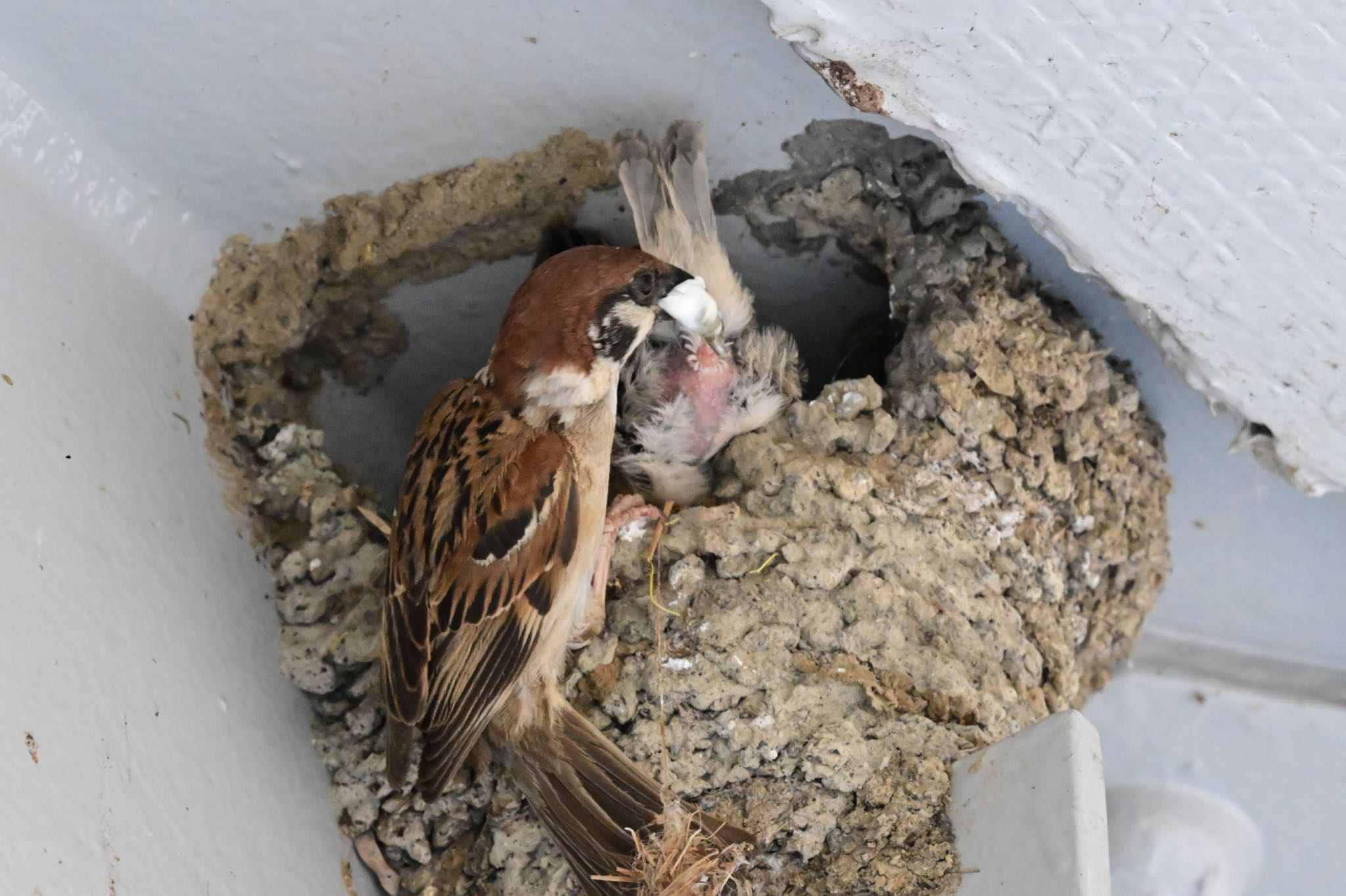 雛のふんを取り出した親鳥