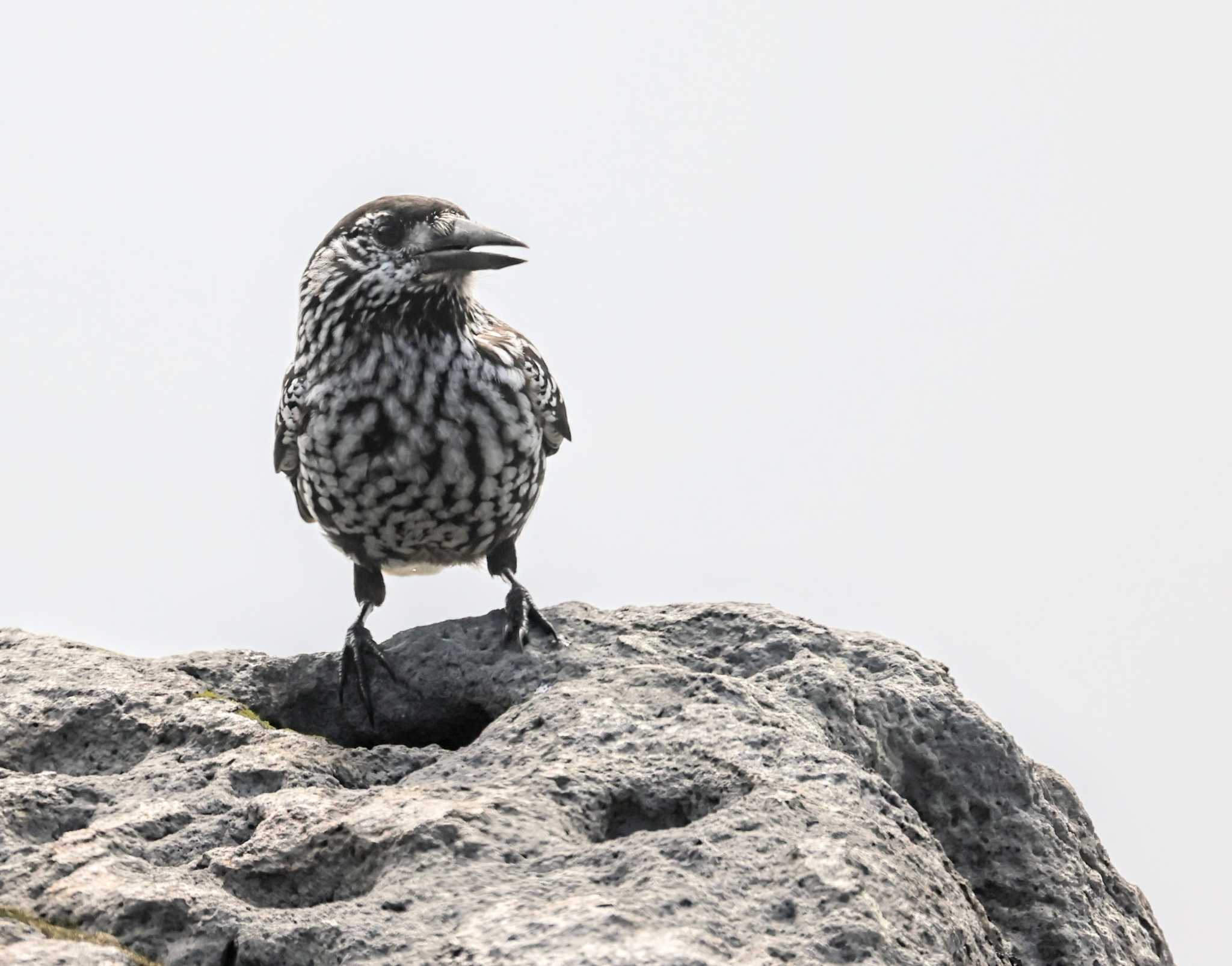 Spotted Nutcracker