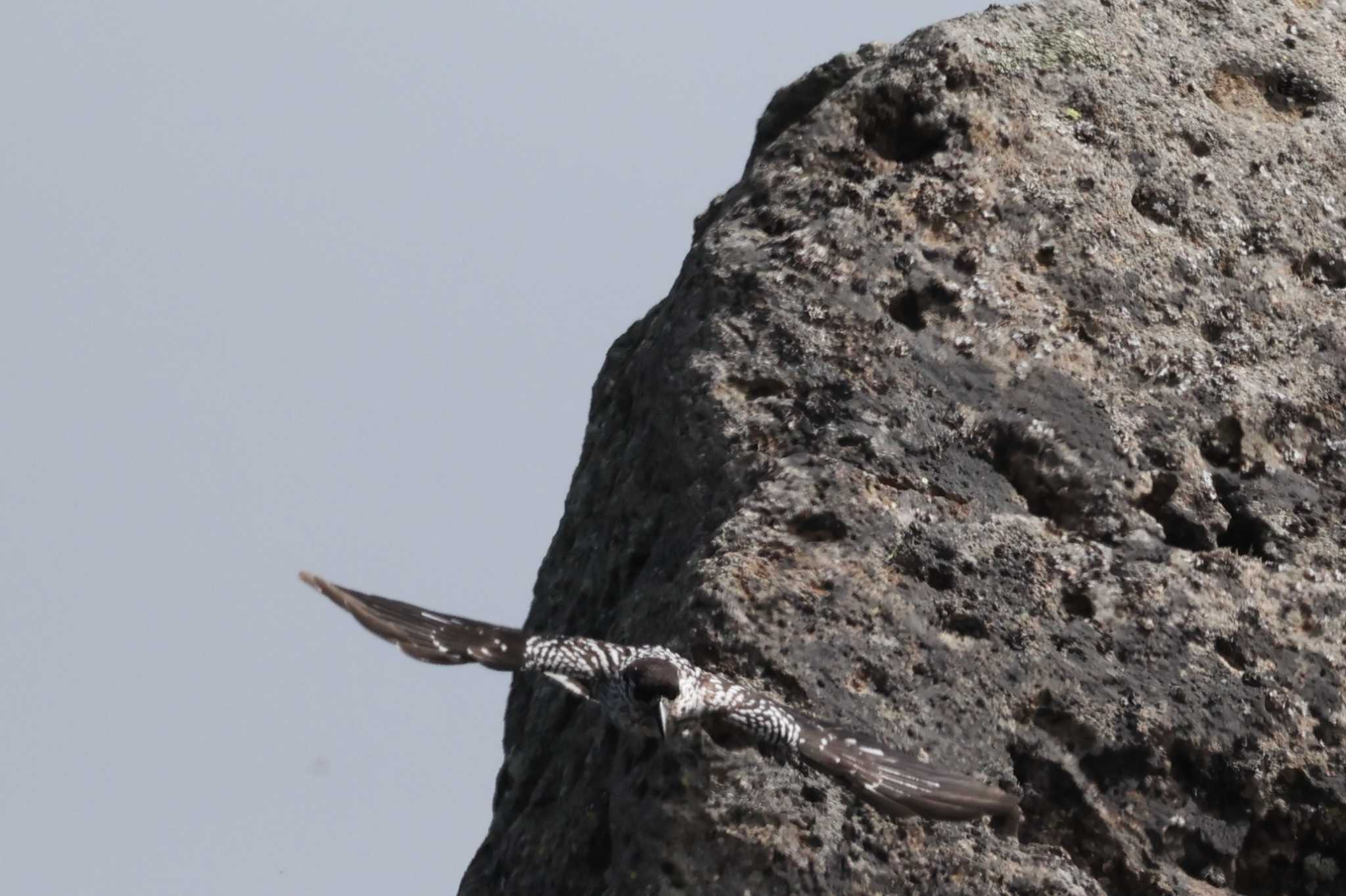 Photo of Spotted Nutcracker at 乗鞍岳 by カルル