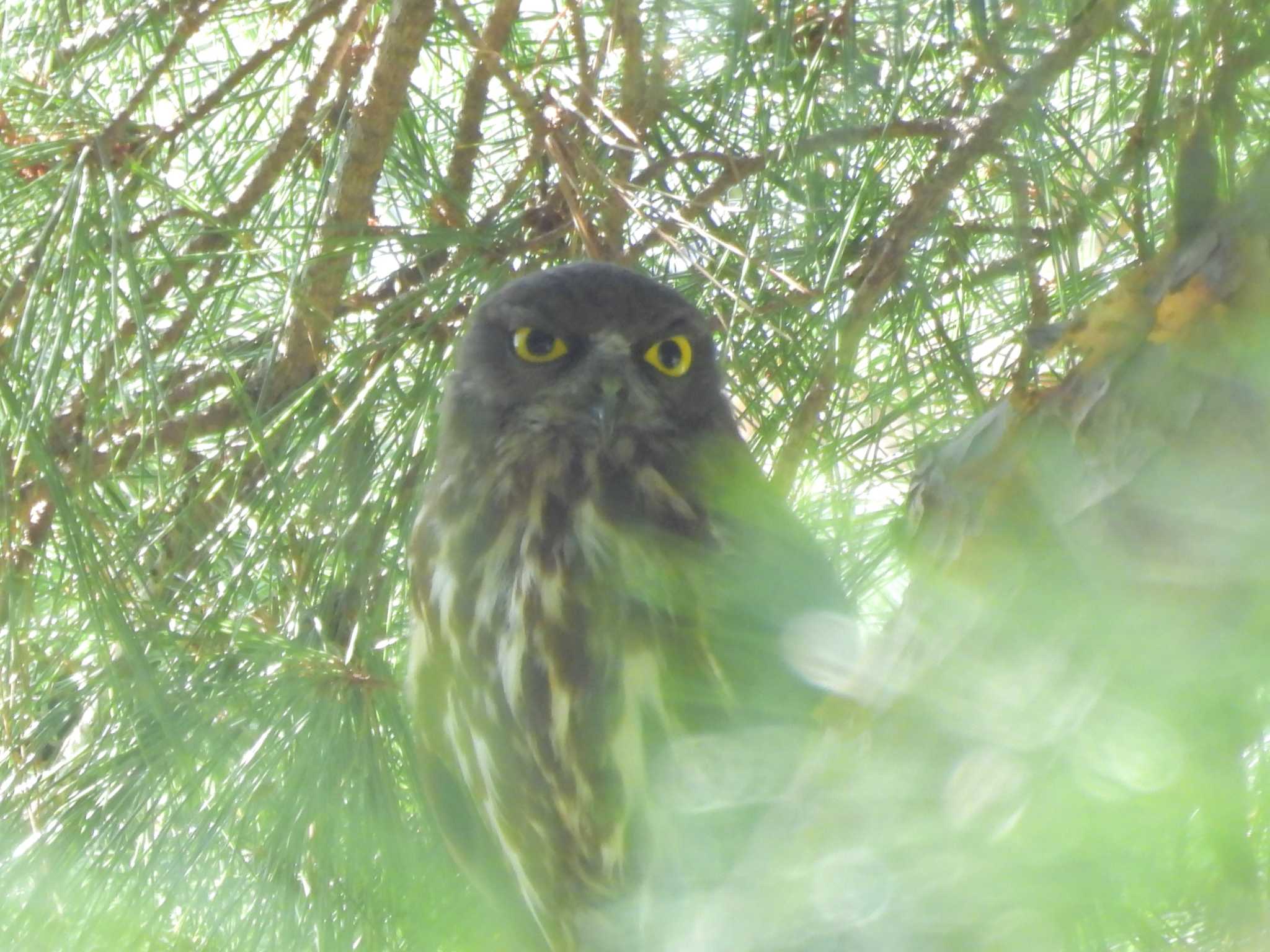 京都御苑 アオバズクの写真 by ゆりかもめ