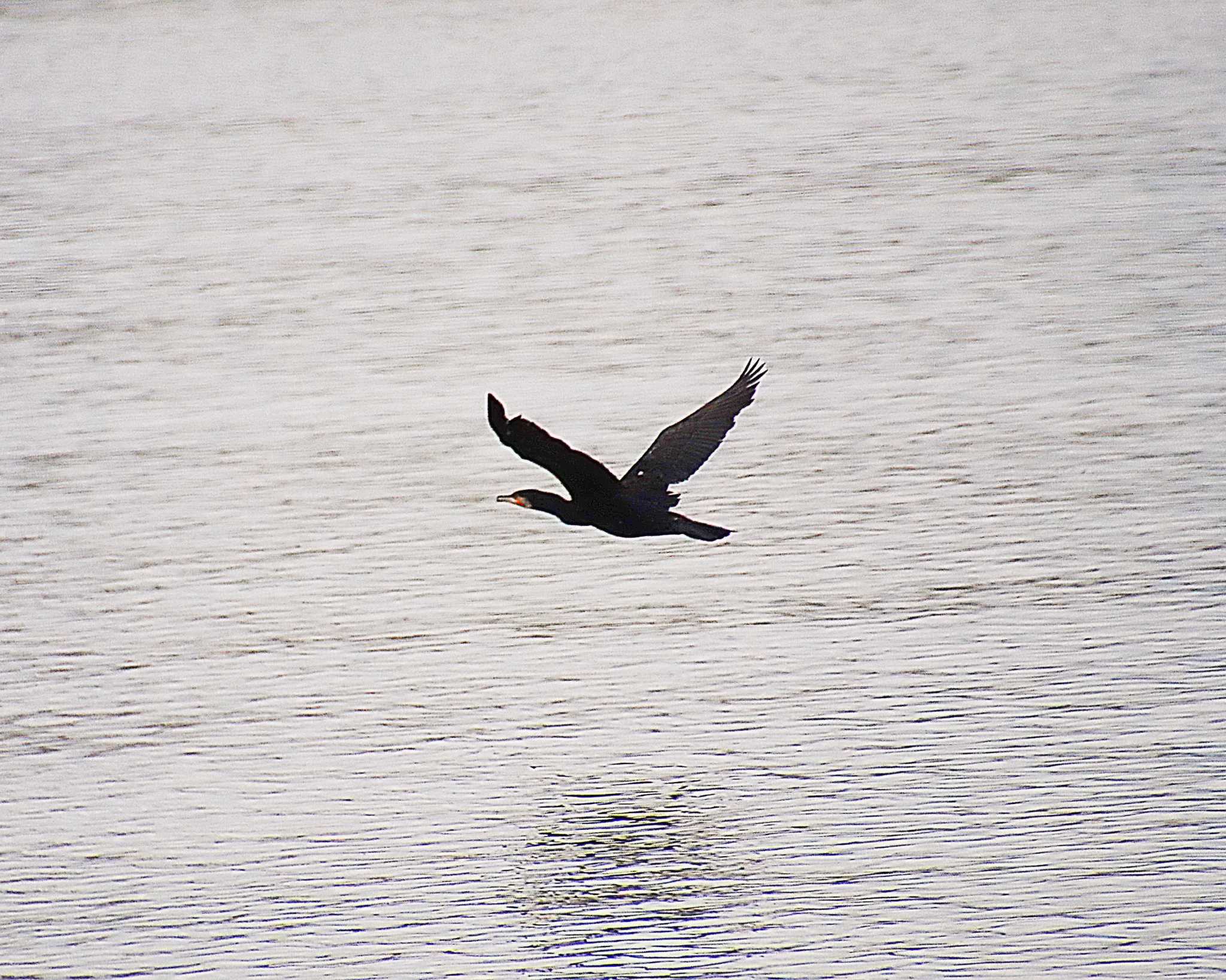 Photo of Great Cormorant at 大和川下流 by Ken Mimura