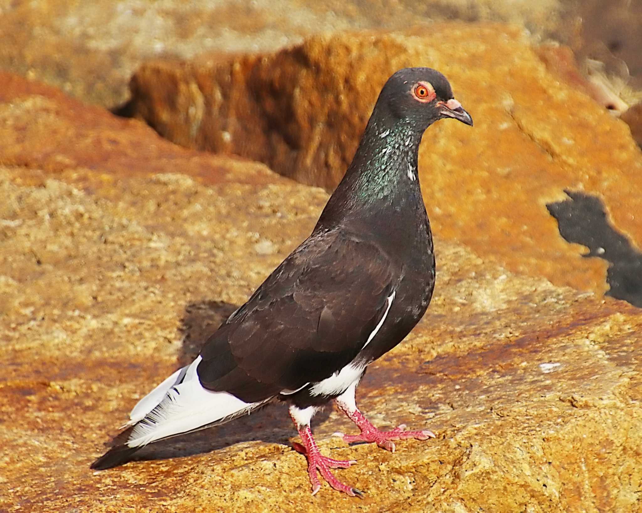 大和川下流 カワラバトの写真 by Ken Mimura