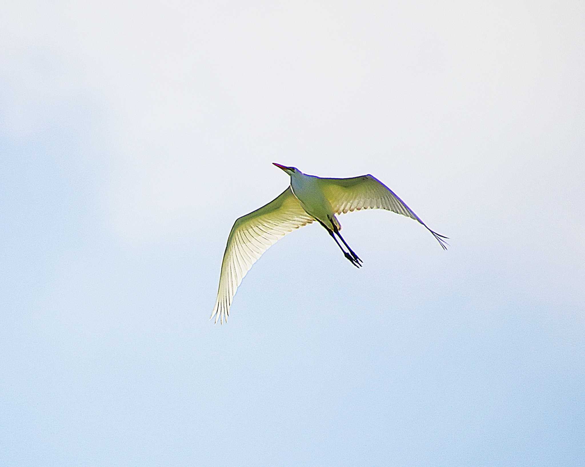 Great Egret