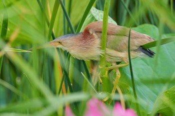 Sun, 7/9/2023 Birding report at 館林