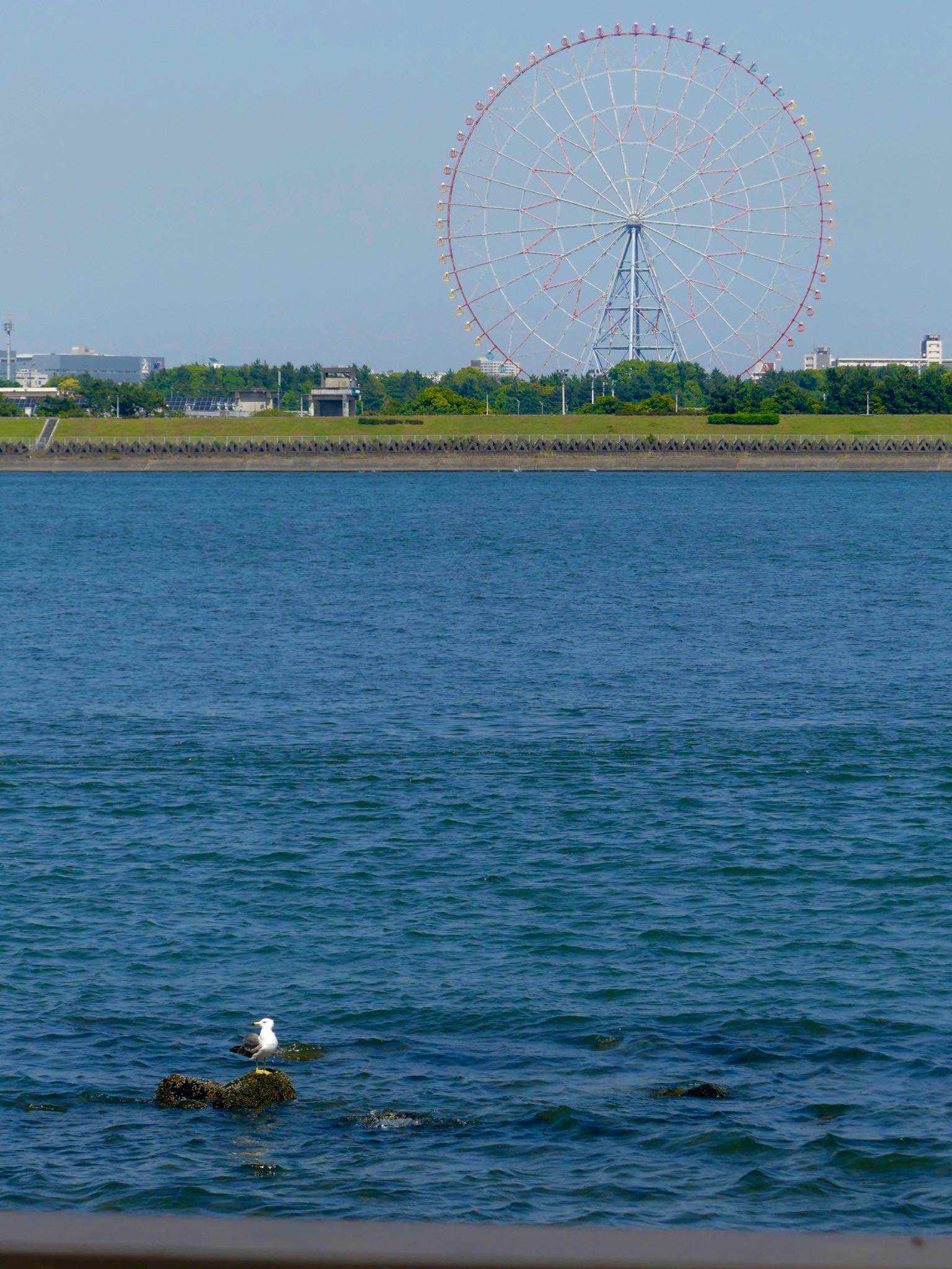 Black-tailed Gull