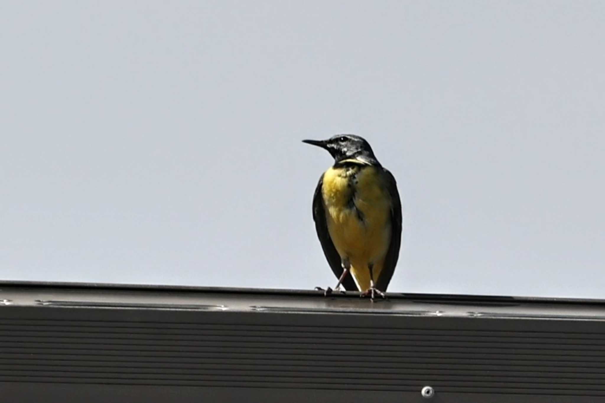 Grey Wagtail