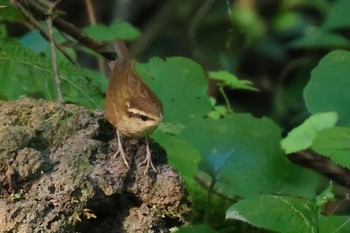 ヤブサメ 丸火自然公園 2023年7月25日(火)