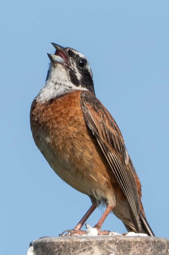 Wed, 7/26/2023 Birding report at 久慈川(那珂市)