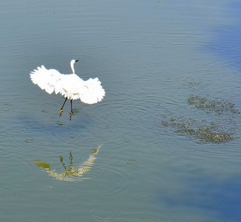 ダイサギ 葛西臨海公園 2023年6月28日(水)