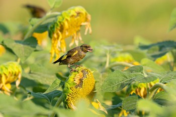 Grey-capped Greenfinch 馬入ふれあい公園 Wed, 7/26/2023