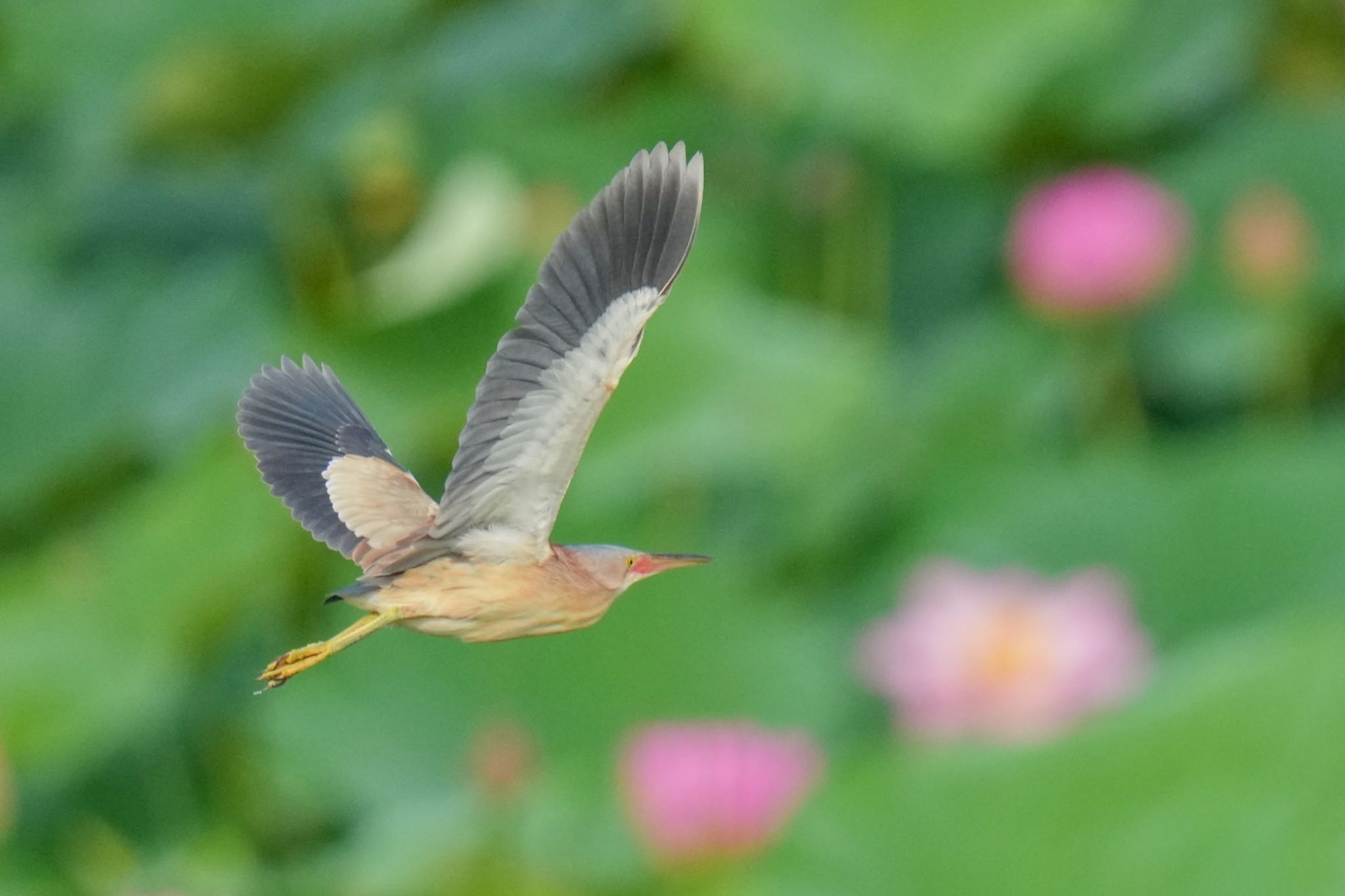 Photo of Yellow Bittern at 館林 by アポちん