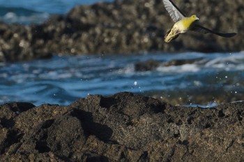 White-bellied Green Pigeon Terugasaki Beach Mon, 7/24/2023