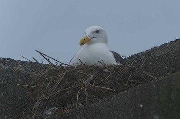 Slaty-backed Gull 落石ネイチャークルーズ Fri, 6/16/2023